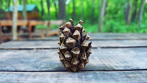 Close-up of pine cone on table