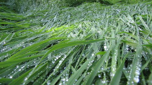 Close-up of grass growing on field