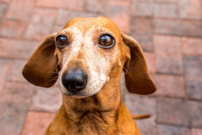 Close-up portrait of dog