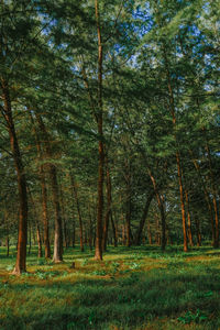 Trees growing in forest