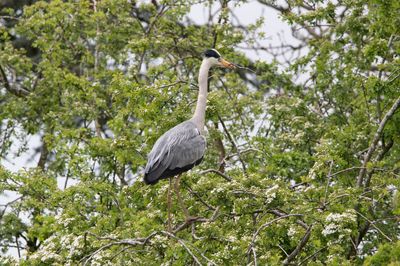 Bird perching on a tree