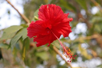 Close-up of red hibiscus blooming outdoors