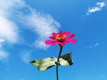 Low angle view of pink flower against blue sky