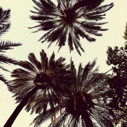 Low angle view of palm trees against sky