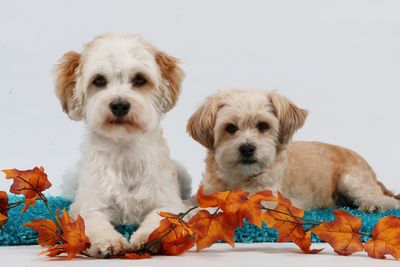 Close-up portrait of dogs