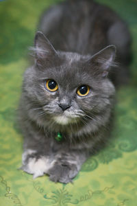 Close-up portrait of cat