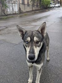 Portrait of dog standing on street