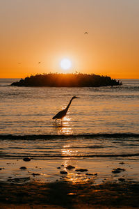 Silhouette bird flying over sea against sky during sunset