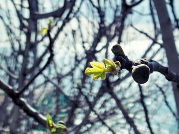 Low angle view of flowers on tree