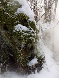 Close-up of frozen tree during winter