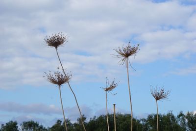 Low angle view of thistle against sky