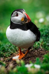 Close-up of puffin on field