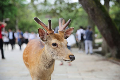 Close-up of deer on footpath