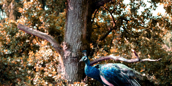 Bird perching on a tree