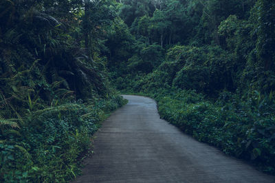 Empty road amidst trees in forest