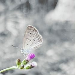 Close-up of butterfly on flower