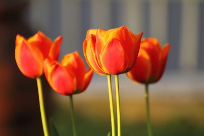 Close-up of red tulips