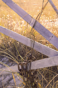 Close-up of plants growing outdoors