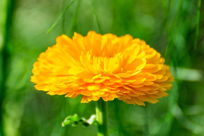 Close-up of orange flower