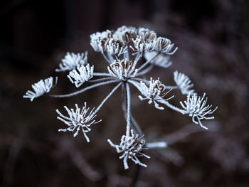 Close-up of frozen plant