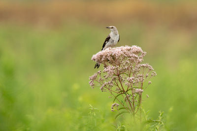 Close-up of bird perching on plant