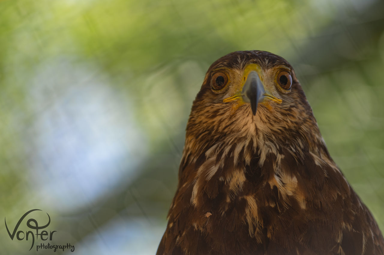 CLOSE-UP OF A EAGLE