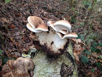 Close-up of wild mushrooms growing in woodland