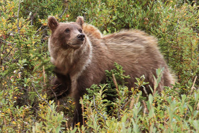 A grizzly bear stops to sniff the air