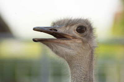 Close-up of a bird looking away