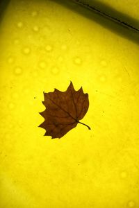 Close-up of autumn leaf