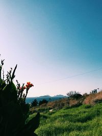 Scenic view of grassy field against clear sky