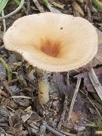 Close-up of mushroom growing on field