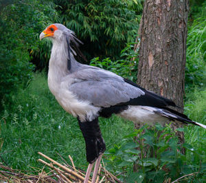 Bird perching on a tree