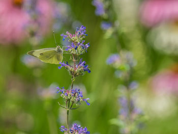 Close-up of butterfly pollinating on purple flowering plant