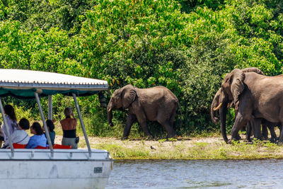 View of elephant in river against plants