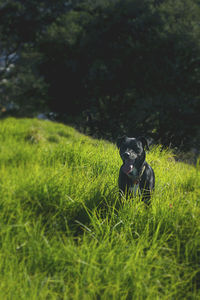 Dog in grass