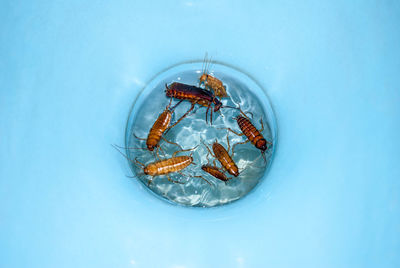 High angle view of insect in blue glass