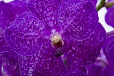 Close-up of purple flowers blooming outdoors