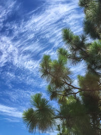 Low angle view of trees against sky