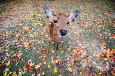 High angle view of tiger standing on autumn leaves