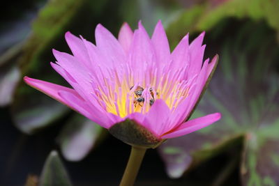 Close-up of honey bee pollinating flower