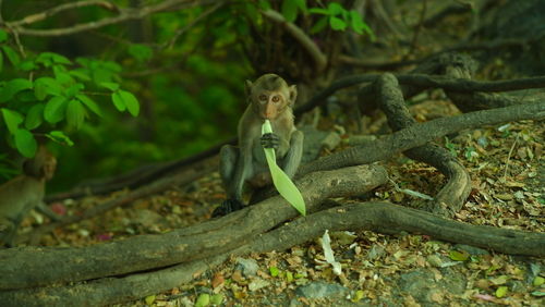 View of monkey on tree branch