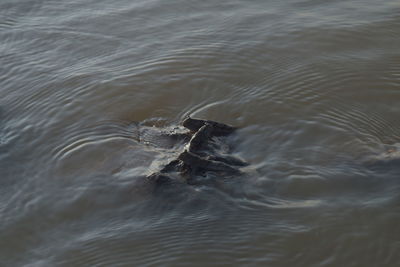 Close-up of turtle swimming in water