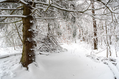 Bare trees on snow covered field during winter