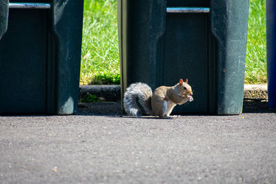 Squirrel sitting outdoors