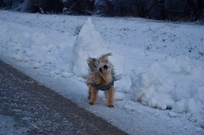 Dog walking on snow