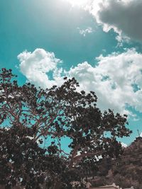 Low angle view of trees against sky