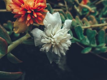 Close-up of flowering plant