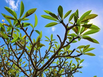 Low angle view of tree against sky