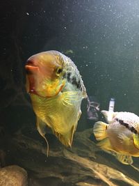 Close-up of fish swimming in sea